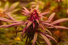 Discovering the Best Marijuana Seeds BC Has to Offer Discovering the Best Marijuana Seeds BC Has to Offer